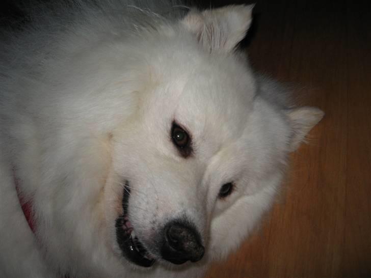 Samojedhund Trine DØD  billede 6