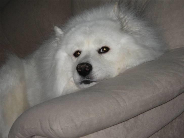 Samojedhund Trine DØD  billede 7