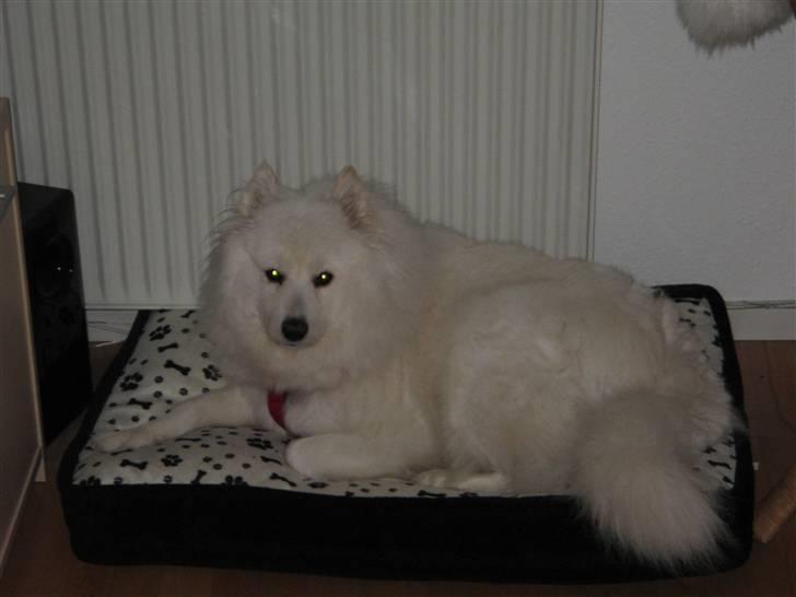 Samojedhund Trine DØD  billede 8