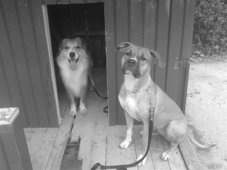 Blanding af racer ciska.  -  .ciska & scooby billede 9