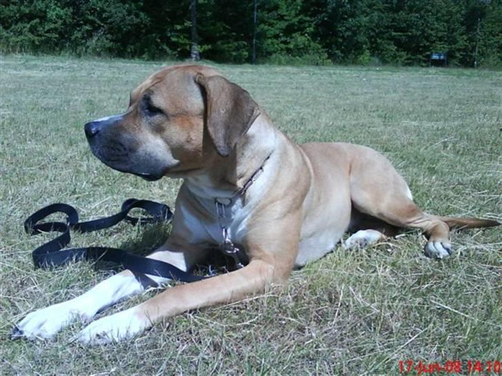 Blanding af racer ciska.  -  .smuk.  billede 10