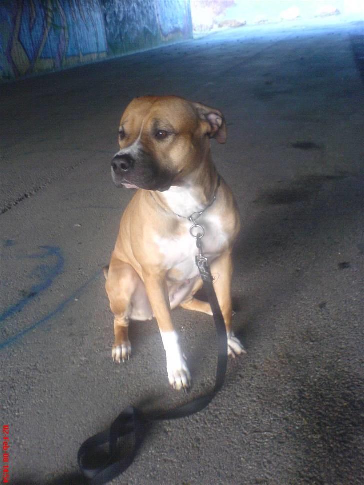 Blanding af racer ciska.  -  min mullemus? (:  billede 11