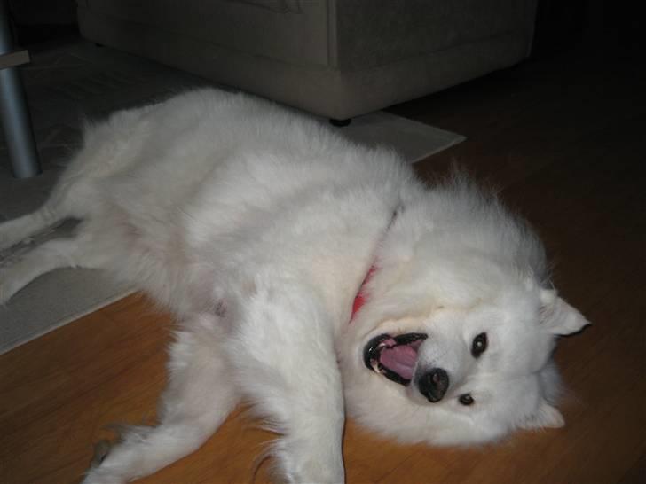 Samojedhund Trine DØD  billede 9