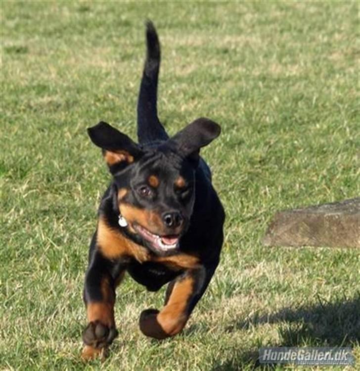 Rottweiler Bimmer 12/8-07 - 6/8-08 - Flyt dig eller jeg vælter dig! billede 4