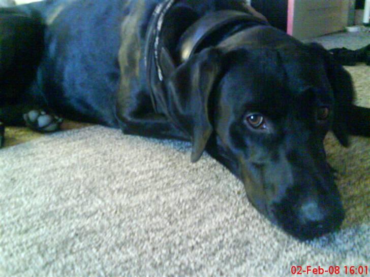 Blanding af racer Charlie 10/2-06 - 1/12-09 billede 13