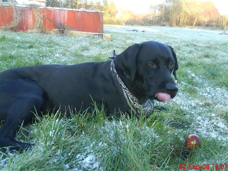 Blanding af racer Charlie 10/2-06 - 1/12-09 billede 14