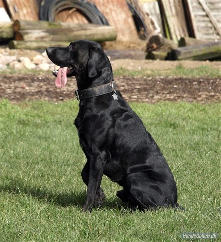 Blanding af racer Charlie 10/2-06 - 1/12-09 billede 15