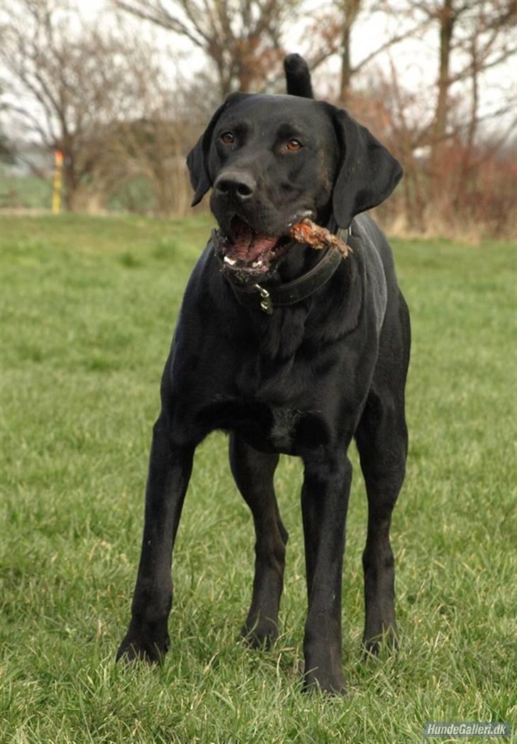 Blanding af racer Charlie 10/2-06 - 1/12-09 billede 16