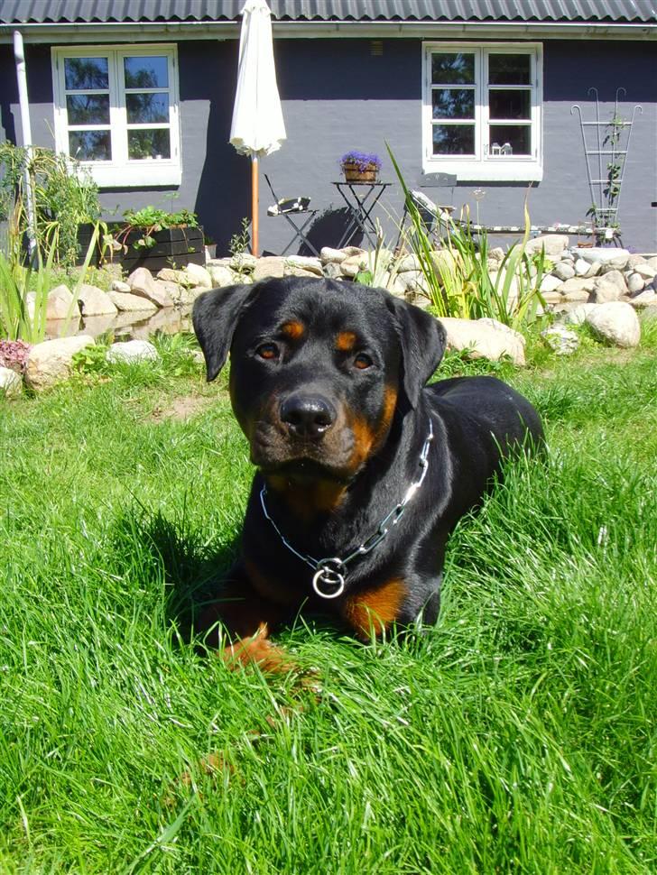 Rottweiler ROFUS billede 1
