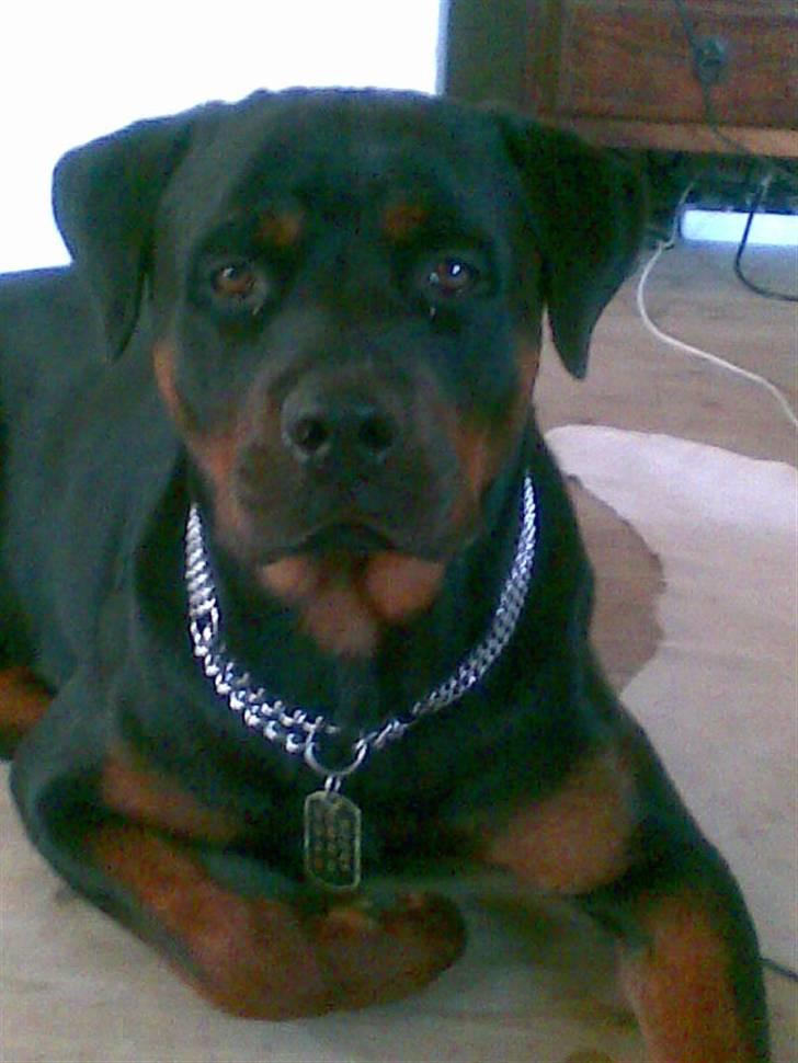 Rottweiler ROFUS billede 2