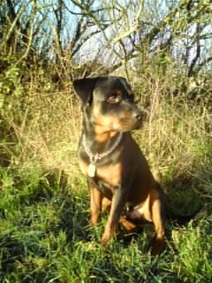 Rottweiler ROFUS billede 3