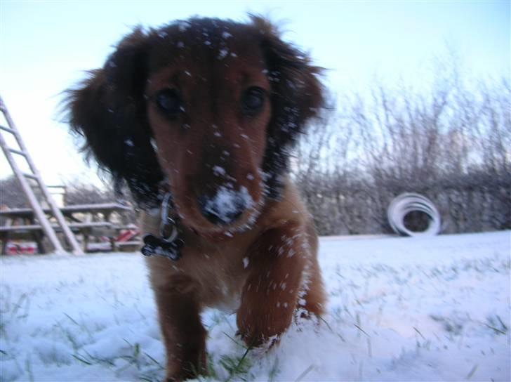 Miniature gravhund luffe - jeg er ude i sneen for første gang<3 billede 8