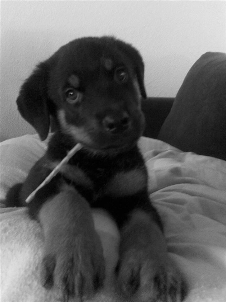 Rottweiler ROFUS billede 4