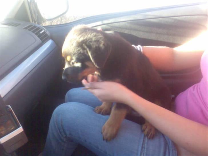 Rottweiler ROFUS - lige hentet ham og er på vej hjem billede 5