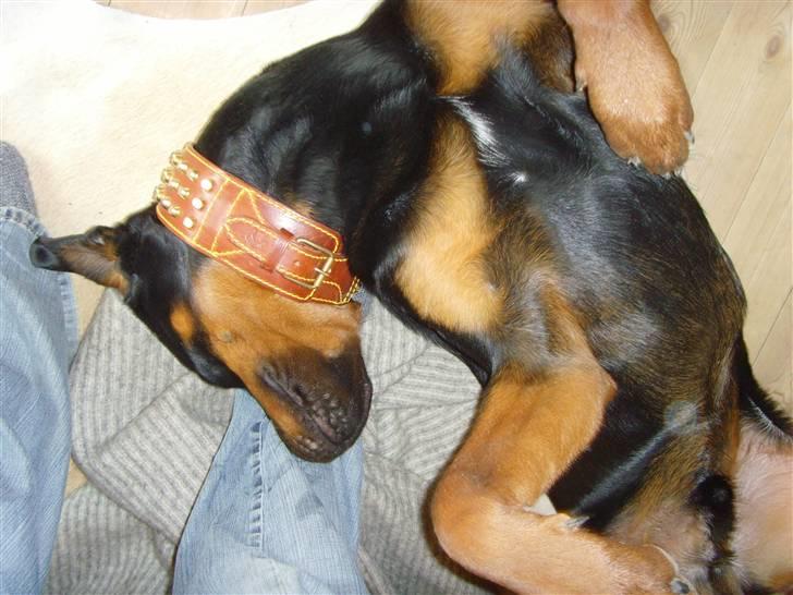 Rottweiler ROFUS billede 6