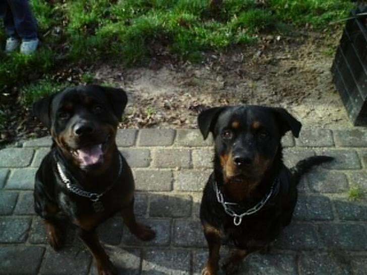 Rottweiler ROFUS - mig til venstre, og min dejlige kæreste Luna! billede 7