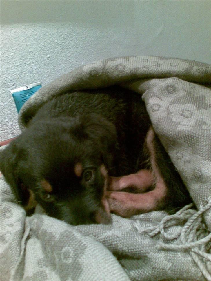 Rottweiler ROFUS - mit første bad, uhhaa billede 8