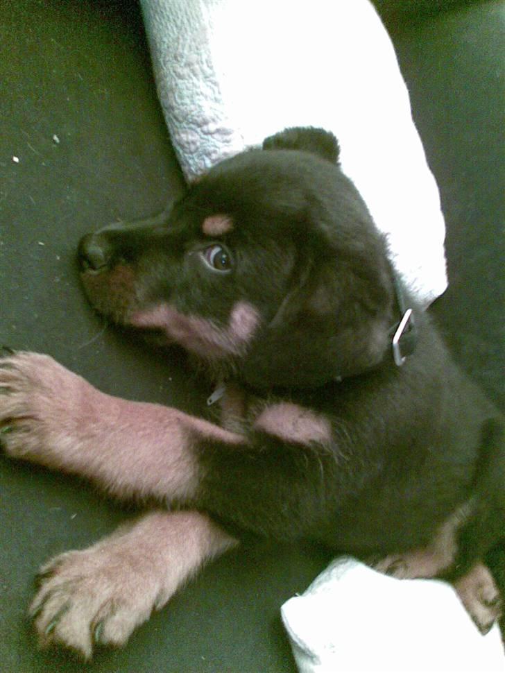 Rottweiler ROFUS billede 9