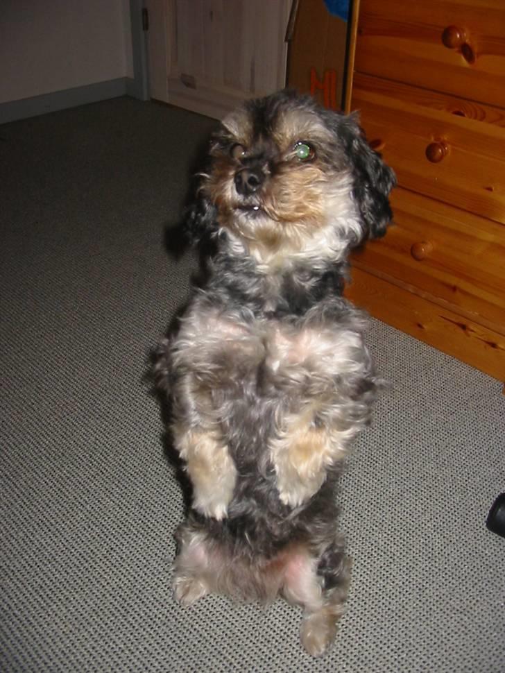 Blanding af racer Mulle - Sidder fint på numsen.. billede 9