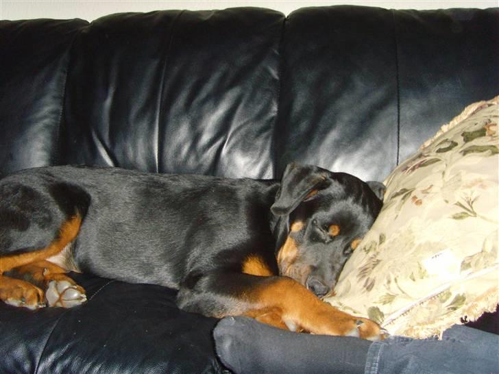 Rottweiler ROFUS - HOV... Jeg må ellers ikke sove i sofaen billede 10