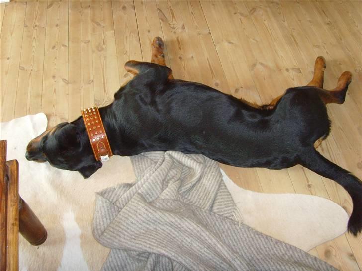 Rottweiler ROFUS - lytter meget!! billede 11