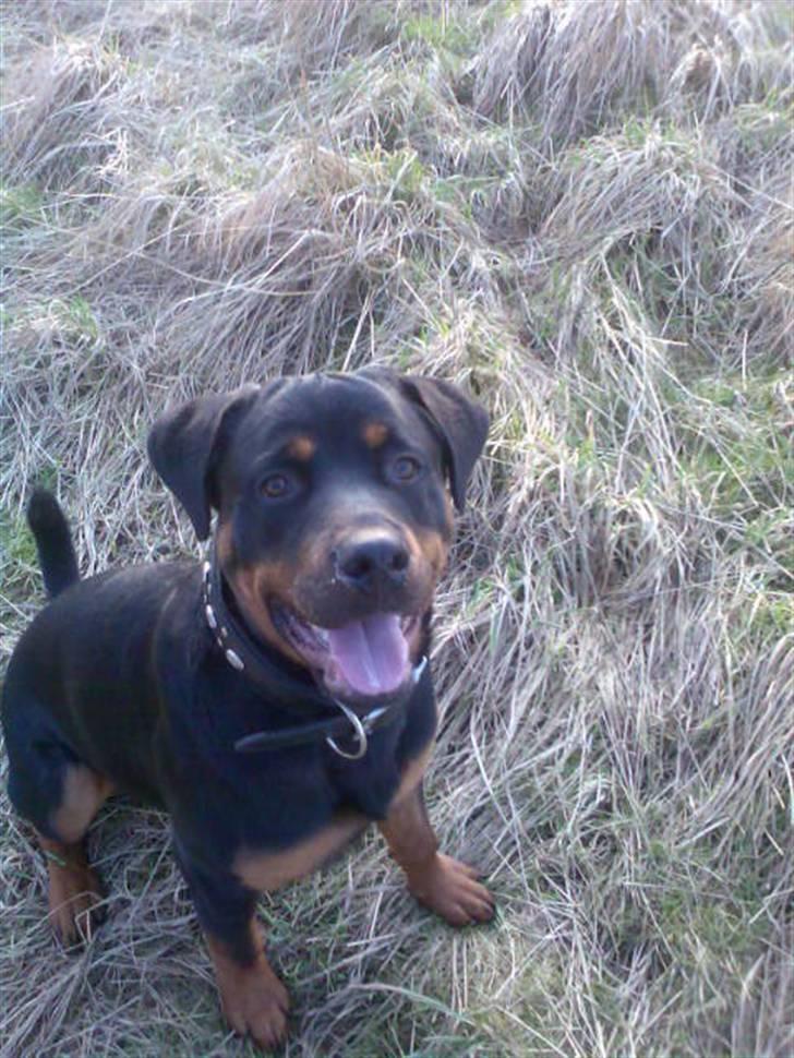 Rottweiler ROFUS - første bad billede 12