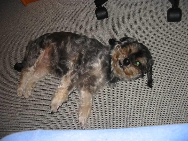 Blanding af racer Mulle - Spiller død.. billede 10