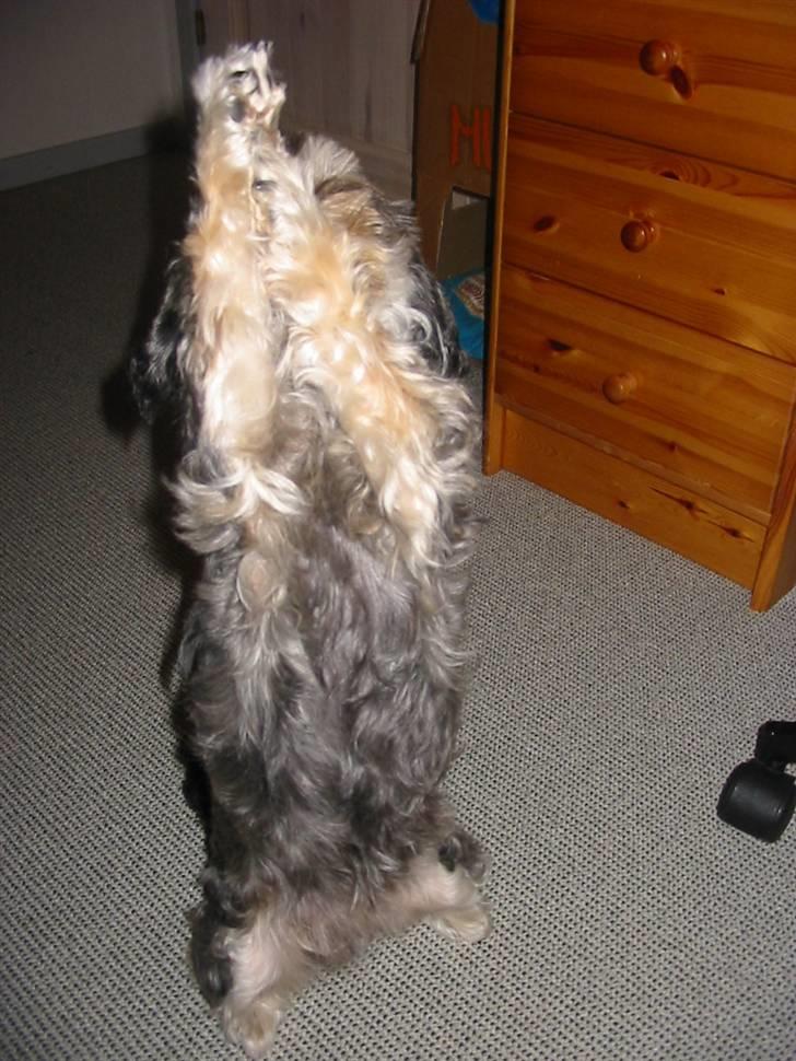 Blanding af racer Mulle - Giver pote på numsen.. billede 11