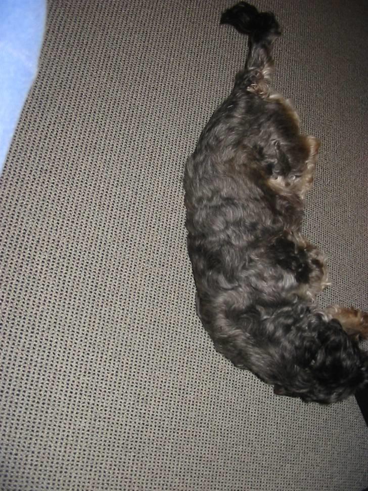 Blanding af racer Mulle - Rul, rul.. billede 12