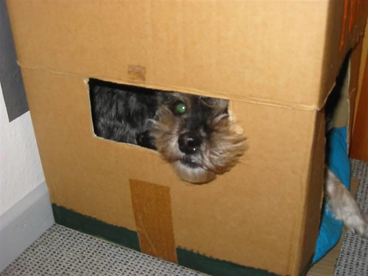 Blanding af racer Mulle - Ligger fint og hygger i sit hjemmelavet hus.. billede 13