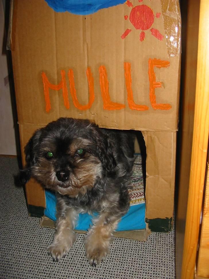 Blanding af racer Mulle - På vej ud af sit ´fine´ hus.. billede 14