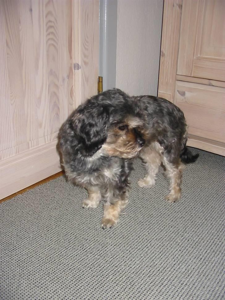 Blanding af racer Mulle - ´Hva sker der dér..?!´ billede 15