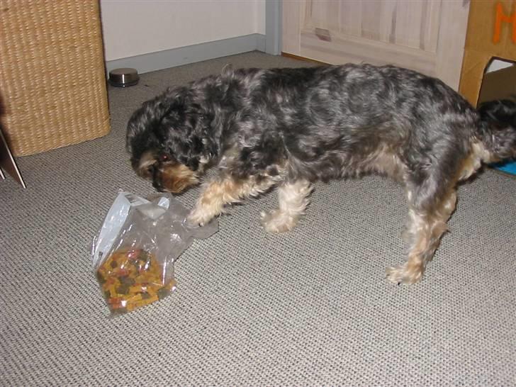 Blanding af racer Mulle - . o O (Stjæler lige noget slik, nu hvor Sarah glemte posen) billede 16