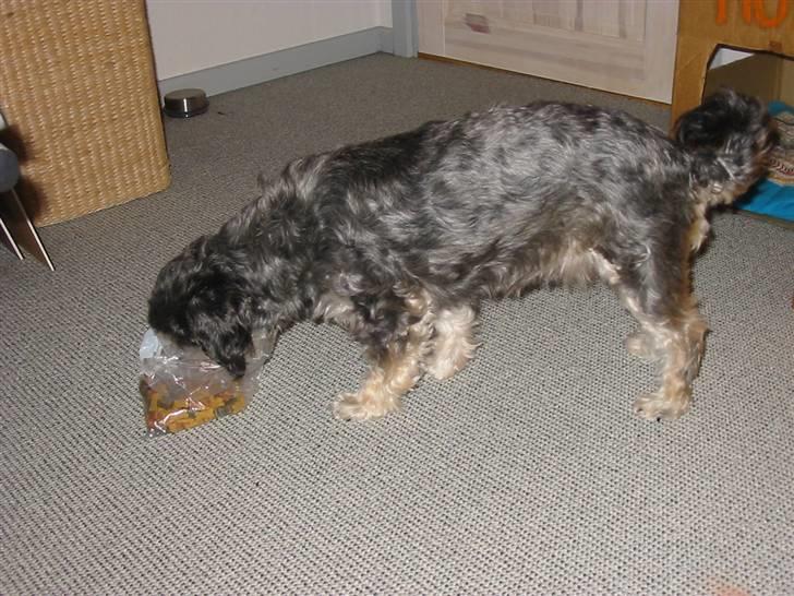 Blanding af racer Mulle - Mmm.. :D billede 17