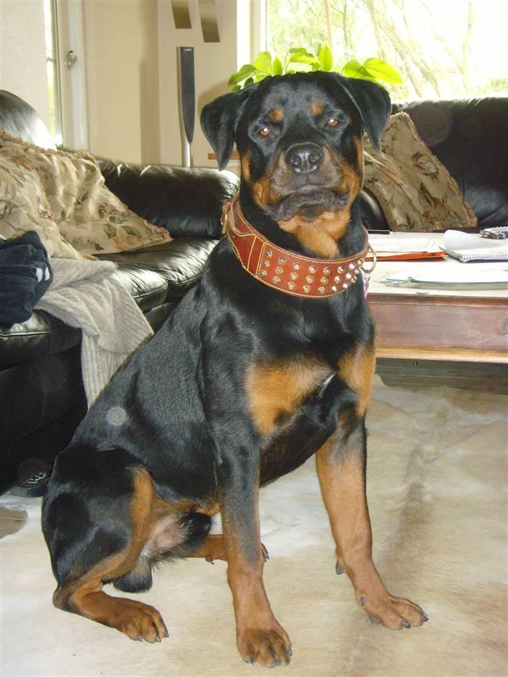 Rottweiler ROFUS billede 13