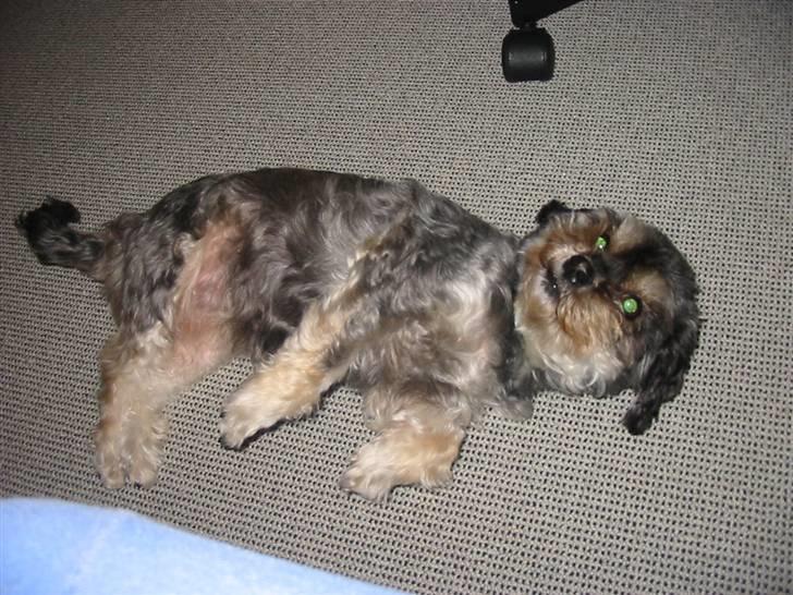 Blanding af racer Mulle - Spiller død.. billede 18