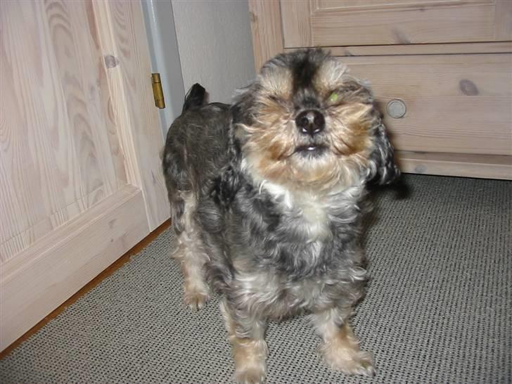 Blanding af racer Mulle - Smiler til Sarah.. ;D billede 19