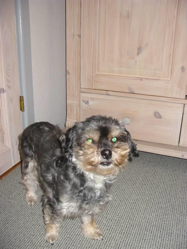 Blanding af racer Mulle - Smiler endnu en gang..  billede 20