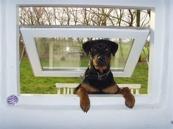Rottweiler ROFUS - når døren er lukket går jeg da bare den her vej billede 14