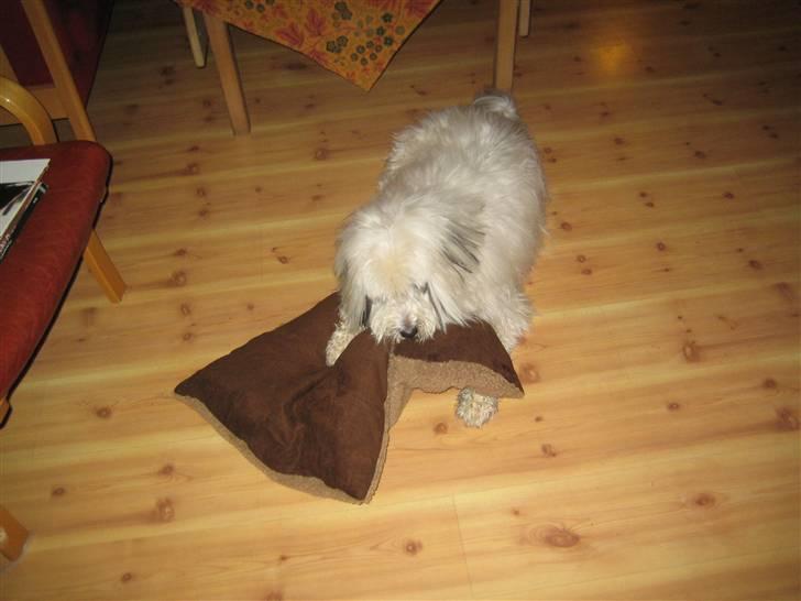 Blanding af racer Bølle billede 18