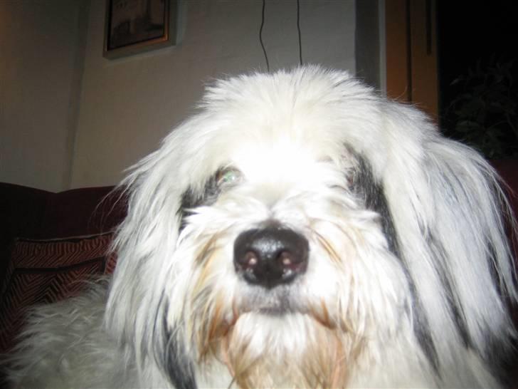 Blanding af racer Bølle billede 19