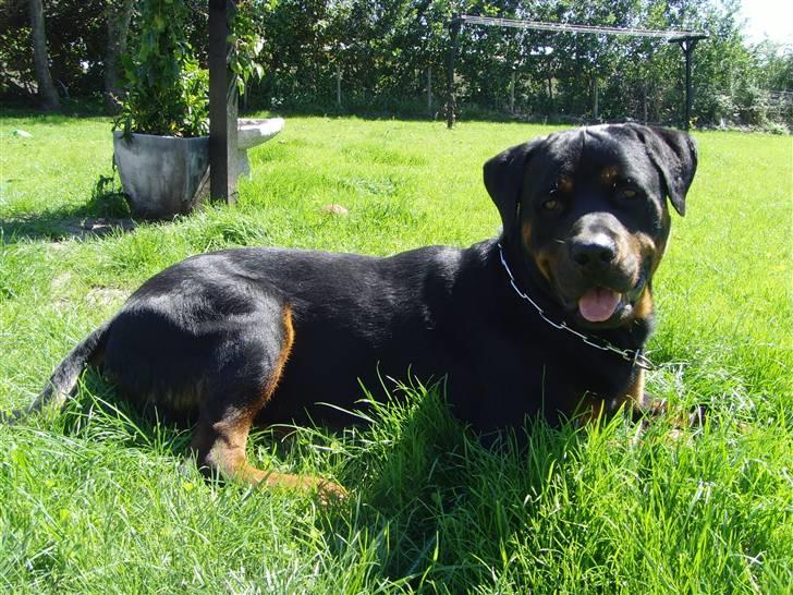 Rottweiler ROFUS billede 15