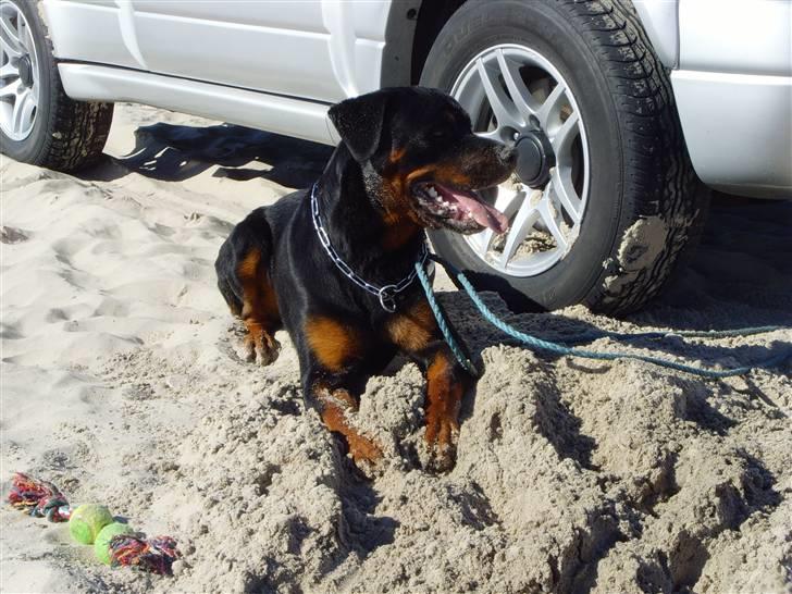 Rottweiler ROFUS - Elsker at være ved stranden- så skal der graves billede 16