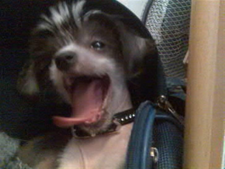 Chinese crested hårløs Chica - Gaaaag, en lille lur skal gøre godt billede 2