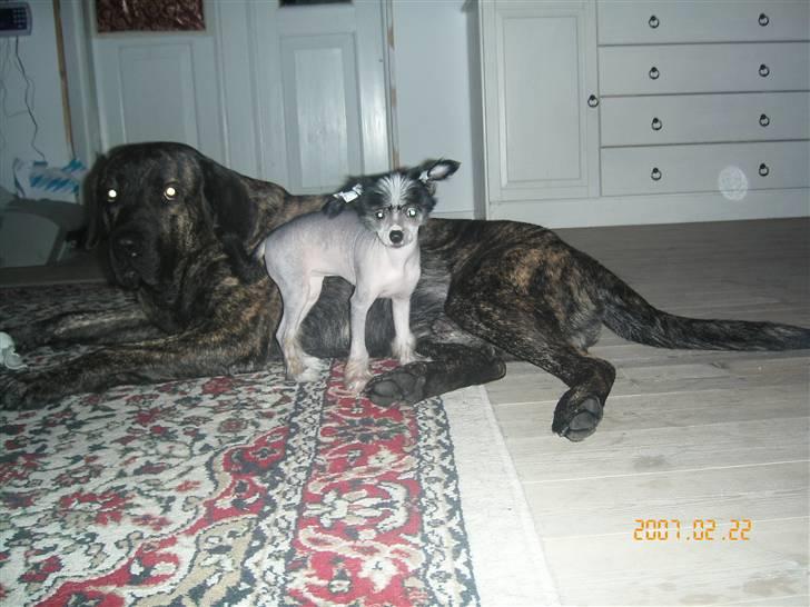 Chinese crested hårløs Chica - En god ven... Balder  ;0) billede 3