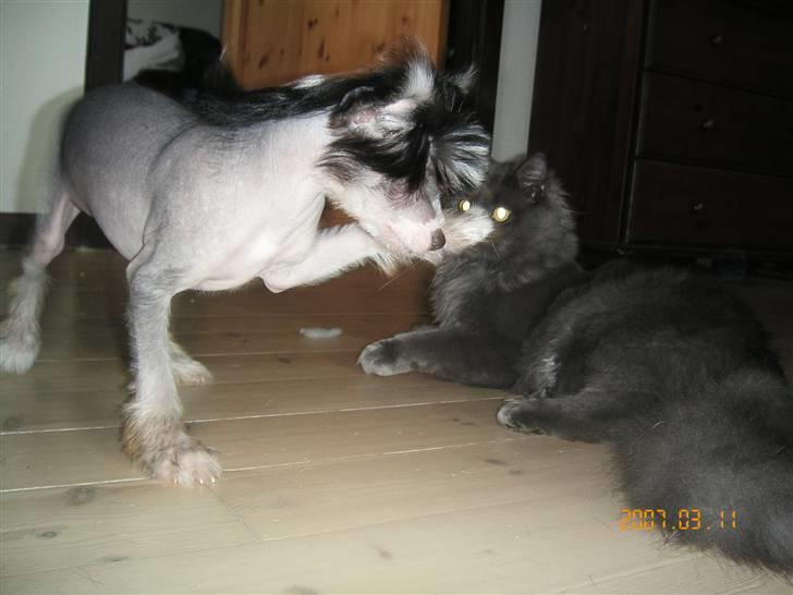 Chinese crested hårløs Chica - Skal vi lege ´lille mis´   billede 4