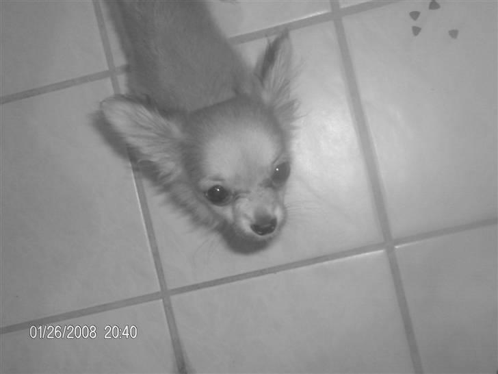 Chihuahua lille my  - er jeg ik sød :b ?  billede 6