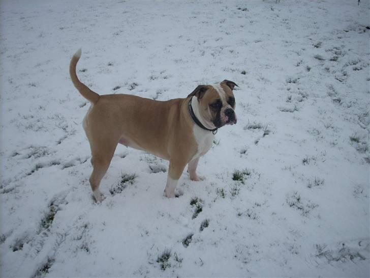 Amerikansk bulldog Gabi billede 7