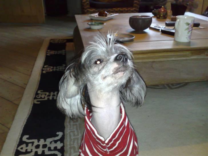 Chinese crested hårløs Chica - First clas Lady  :0) billede 5