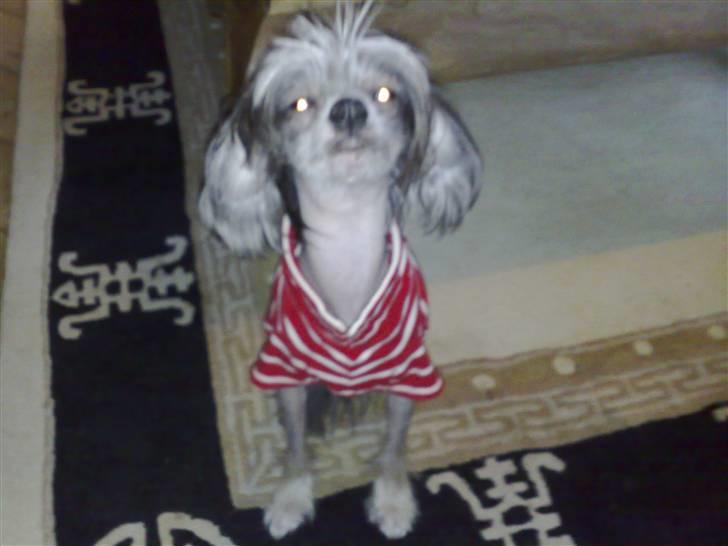 Chinese crested hårløs Chica - Hold da 0p... det blev sent inat.... billede 6